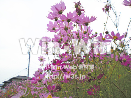 コスモスの写真素材 W-001252