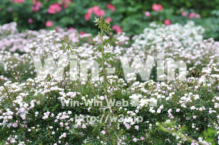 バラの写真素材 W-001301