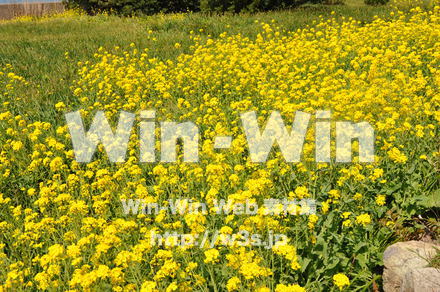 菜の花の写真素材 W-001064