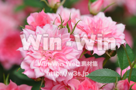 バラの写真素材 W-001341