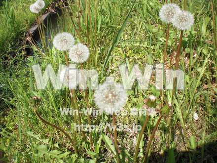 たんぽぽの写真素材 W-000158