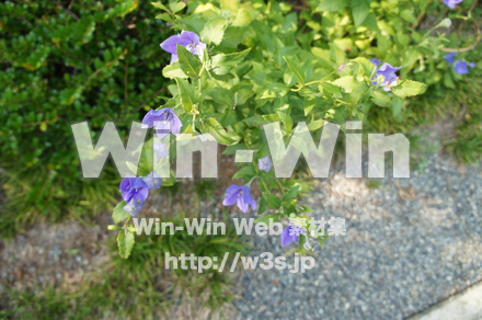 桔梗の写真素材 W-000264