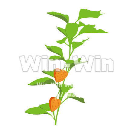 ホオズキのCG・イラスト素材 W-000439