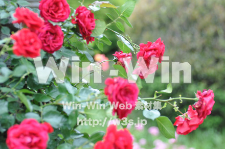 バラの写真素材 W-001262