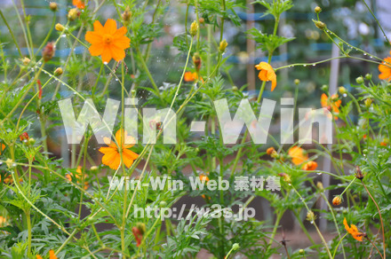 コスモスの写真素材 W-001243