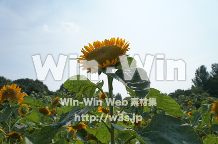 ひまわりの写真素材 W-000076