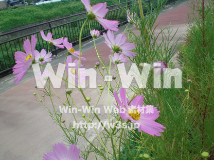 コスモスの写真素材 W-001083