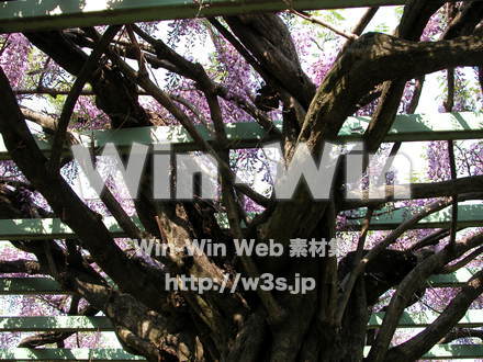 藤の写真素材 W-000189