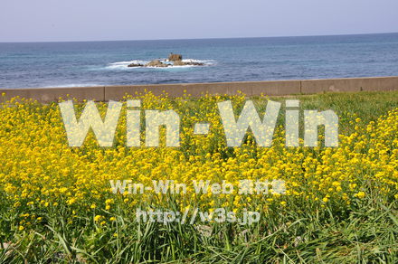 菜の花の写真素材 W-001039