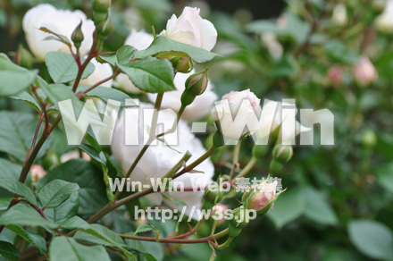 バラの写真素材 W-001347