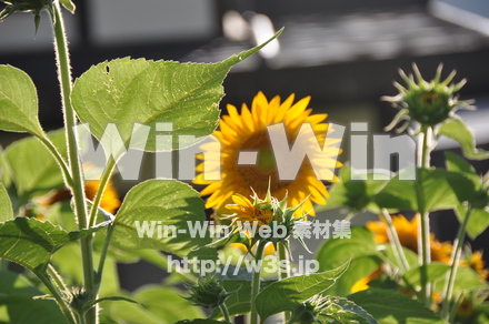 ひまわりの写真素材 W-000064
