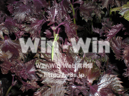 かまきりの写真素材 W-000877