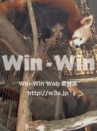 レッサーパンダの写真素材 W-001266