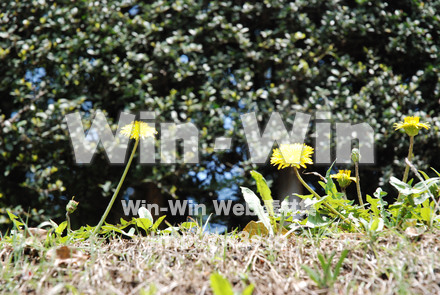 たんぽぽの写真素材 W-000156