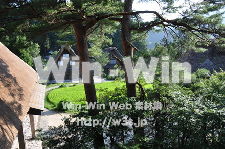 白川郷の写真素材 W-001989