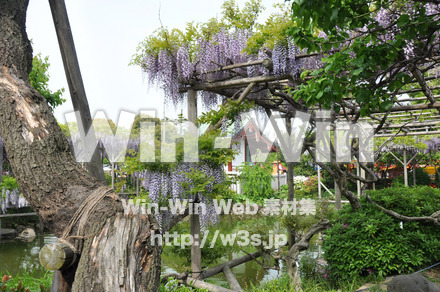 藤の写真素材 W-000168