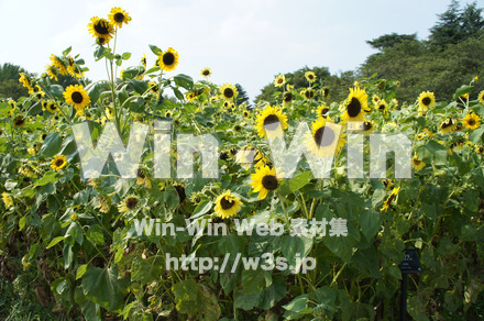 ひまわりの写真素材 W-000080