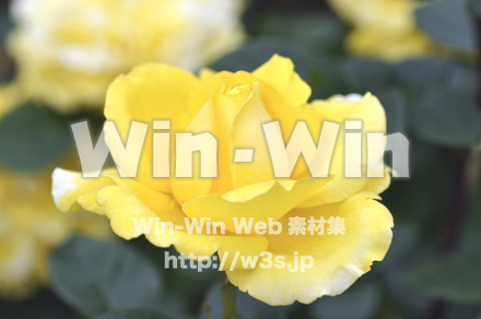 バラの写真素材 W-001274