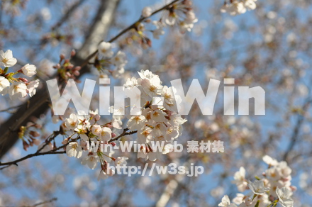 桜の写真素材 W-001472