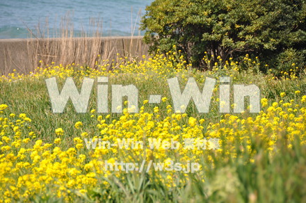 菜の花の写真素材 W-001045