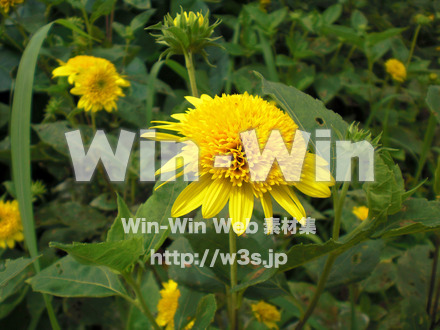 ひまわりの写真素材 W-000108