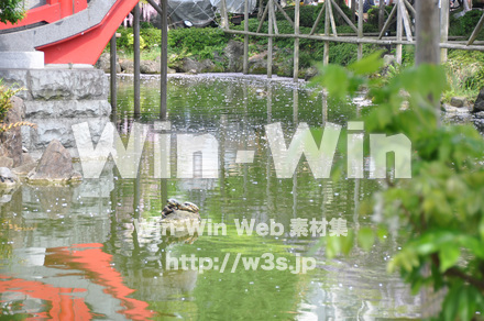 かめの写真素材 W-000901