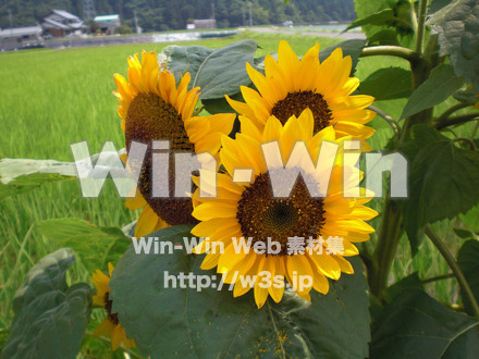 ひまわりの写真素材 W-000121