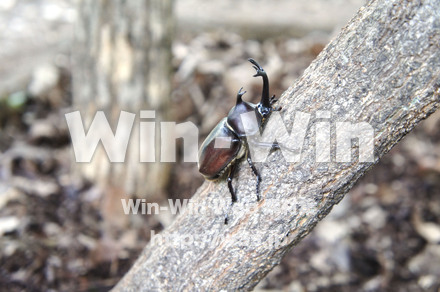 カブトムシオスの写真素材 W-000435