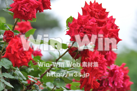 バラの写真素材 W-001278