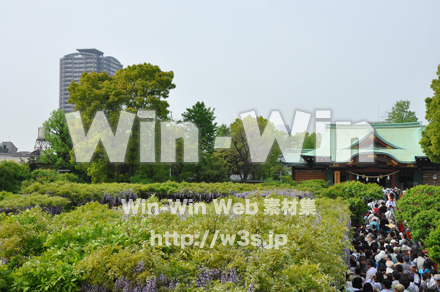 藤の写真素材 W-000178