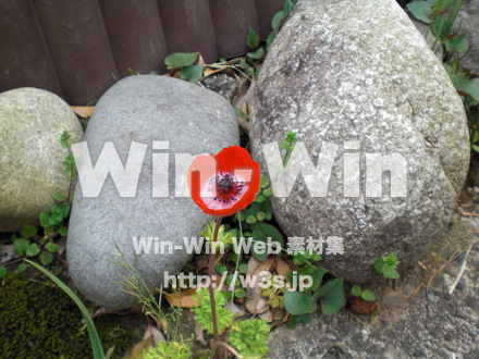 チューリップの写真素材 W-000267