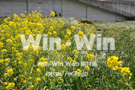 菜の花の写真素材 W-001048