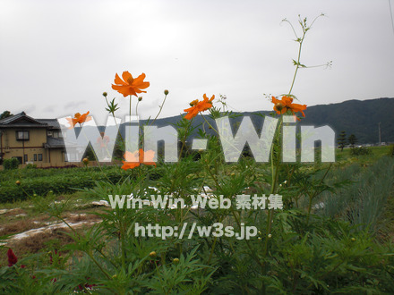 コスモスの写真素材 W-001241