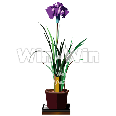 花菖蒲（鉢植え）のCG・イラスト素材 W-000419