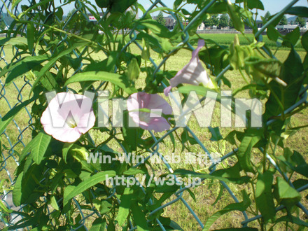 あさがおの写真素材 W-000049