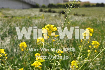 菜の花の写真素材 W-001050