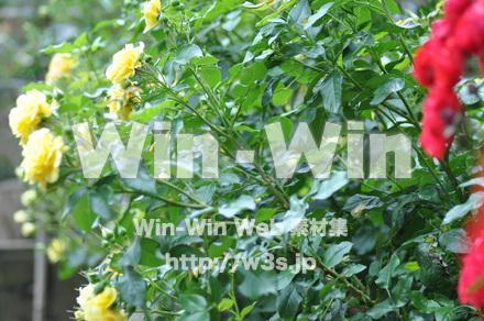 バラの写真素材 W-001323