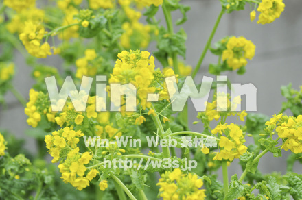 菜の花の写真素材 W-000217