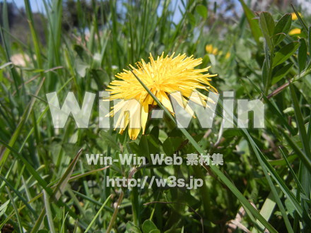 たんぽぽの写真素材 W-000139