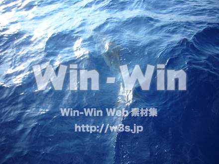 イルカの写真素材 W-000861