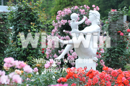 バラの写真素材 W-001284