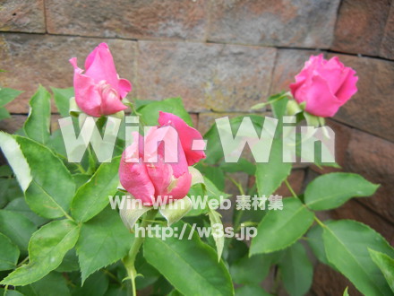 バラの写真素材 W-001406