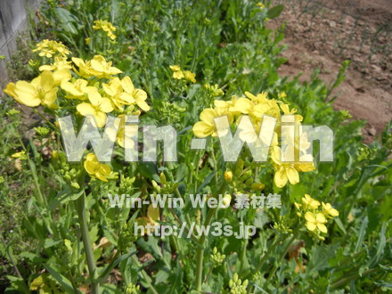 菜の花の写真素材 W-001073