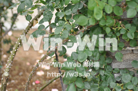 バラの写真素材 W-001317