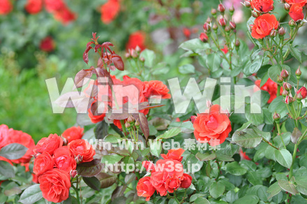 バラの写真素材 W-001336