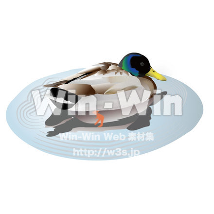 水鳥のCG・イラスト素材 W-003109