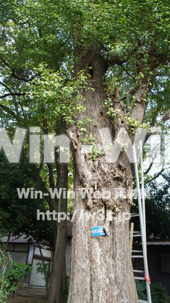 常楽寺の写真素材 W-002708