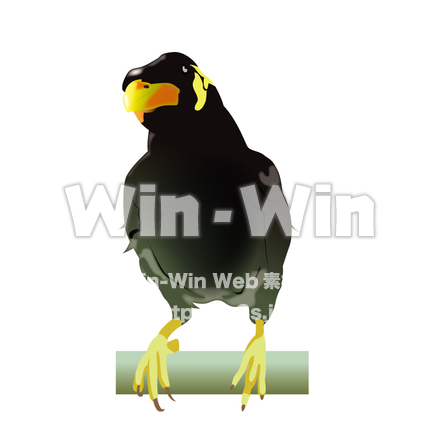 九官鳥のCG・イラスト素材 W-003636