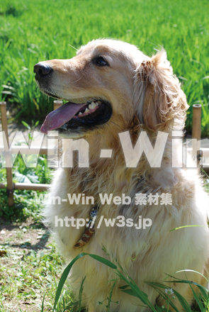 犬の写真素材 W-003479