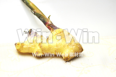 根ショウガ　１２の写真素材 W-002239